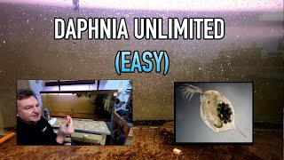 How I Raise Daphnia Water Fleas And You Can Too [upl. by Gruver382]