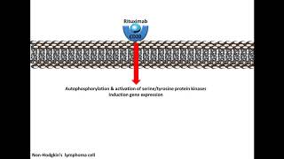 Rituximab may be beneficial for MuSKMG [upl. by Pauiie]