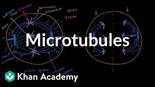 Microtubules  Cells  MCAT  Khan Academy [upl. by Itnuahsa]