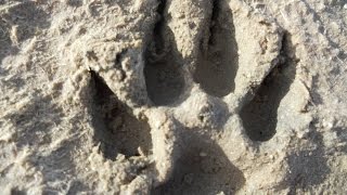 THYLACINE SIGHTING IN SOUTH AUSTRALIA 2016 [upl. by Naarah]