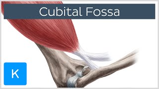 Cubital Fossa  Location amp Borders  Human Anatomy  Kenhub [upl. by Rengia955]