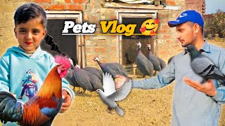 Pakistani National Bird Chakor  Pets Vlog… [upl. by Huldah]