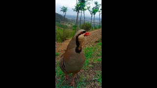 Chukar soundsVoiceCallingPartridge bird [upl. by Gabel]