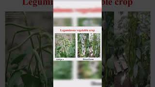 Introduction to leguminous crops Part1 shortsvideo ytshort [upl. by Wester]