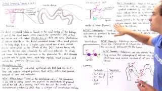 Distal Convoluted Tubule [upl. by Osber]