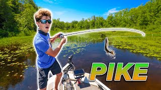 EPIC Backwater Fishing for NORTHERN PIKE Vicious Strikes [upl. by Yank314]