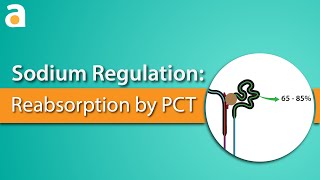 Sodium Regulation Proximal Convoluted Tubule [upl. by Ivets]