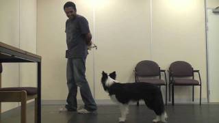 Teaching A Dog To Wear A Muzzle Muzzle Training [upl. by Graybill]