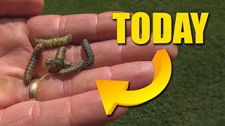 Armyworms in Lawns  How to detect and treat armyworms [upl. by Noraha111]