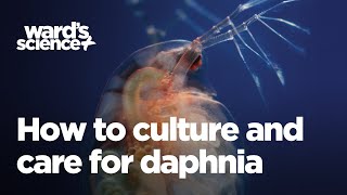 Caring and Culturing for Daphnia [upl. by Nimajnab816]