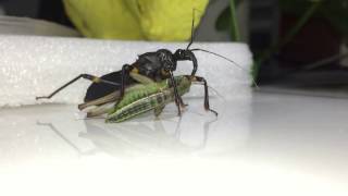 Assassin bug quick attack [upl. by Mahan]