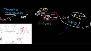 Biochemistry  Catecholamine Biosynthesis from Tyrosine [upl. by Townie]