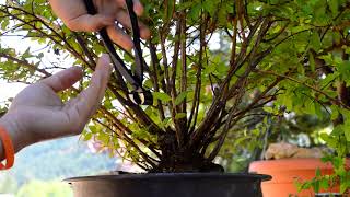 Spiraea japonica quotGoldflamequot yamadori first hard pruning ever Kabudachi  Arkefthos Bonsai [upl. by Cicero]