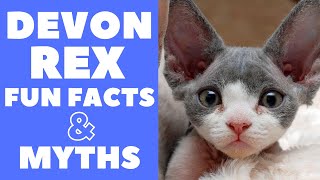 Devon Rex Cats 101  Fun Facts amp Myths [upl. by Steffie]