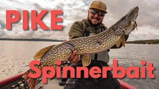 How to Fish for Northern Pike with a Spinnerbait Lure [upl. by Mavis98]