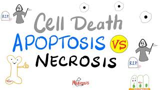 Apoptosis vs Necrosis  Cell Death  Pathology Series [upl. by Claire]