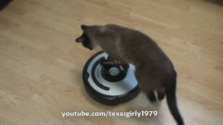 Cat shows HOW TO use iRobot Roomba Vacuum [upl. by Nnaeiram]