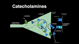 Catecholamines Norepinephrine Epinephrine [upl. by Redienhcs481]