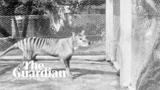 Tasmanian tiger newly released footage captures lastknown vision of thylacine [upl. by Susejedairam]