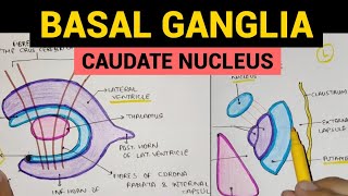 Basal Ganglia  1  Caudate Nucleus [upl. by Orman]