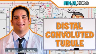 Renal  Distal Convoluted Tubule [upl. by Nitsej]