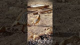 The Partridge Pakistans National Bird Documentary [upl. by Abigael]