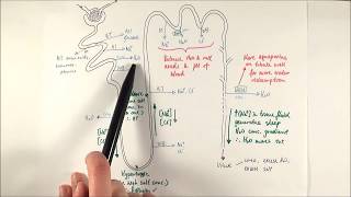 A2 Biology  Selective reabsorption OCR A Chapter 155 [upl. by Lenaj914]