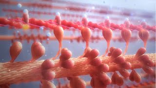 Cardiac Contractility Modulation  Mode of Action English [upl. by Hokanson]