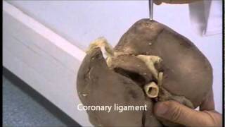 What is Liver Anatomy Parts and Function [upl. by Eanat]