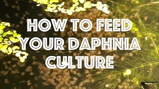 How To Feed Your Daphnia Culture [upl. by Cavill]