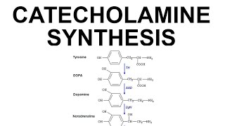 Catecholamine Synthesis [upl. by Chrisman764]