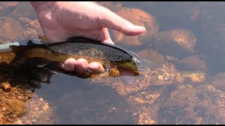 Fly Fishing Small Moorland Streams for Wild Brown Trout  The East Dart How to fish small streams [upl. by Hgielrac]