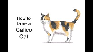 How to Draw a Cat Calico [upl. by Lenna]