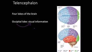 Telencephalon Limbic system and basal ganglia [upl. by Assillem]