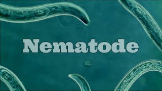 What Are Nematodes Nematode Under A Microscope [upl. by Peih]