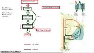 The Basal Ganglia  Direct and Indirect Pathway [upl. by Geerts29]