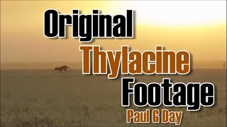 Original Thylacine Footage by Paul G Day [upl. by Wolfort]