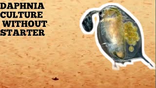 HOW TO CULTURE DAPHNIA NATURALLY WITHOUT A STARTER [upl. by Hitchcock51]