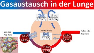 Gasaustausch in der Lunge  Äußere Atmung Biologie Oberstufe [upl. by Kudva]