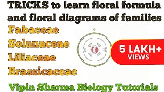 Trick to Learn FLORAL FORMULA and DIAGRAMS of Family Fabaceae Solanaceae Liliaceae  NEET UG [upl. by Naiviv]