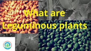 Leguminous plants  What are leguminous plants science learning academy [upl. by Canice]