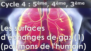 SVT  Cycle 4  Poumons surfaces déchanges de gaz [upl. by Ynetruoc]