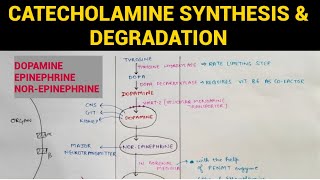 Autonomic Pharmacology  12  Catecholamines Synthesis amp Degradation  EOMS [upl. by Eunice315]