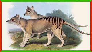 The Search for Tasmanian Tigers Continues [upl. by Guevara]