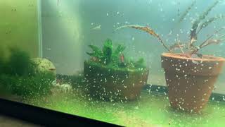 Daphnia Culturing Snails or no snails [upl. by Ytissahc443]