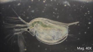 Daphnia magna under the Microscope [upl. by Villiers674]