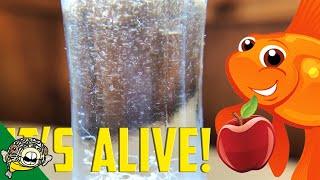 How to culture Vinegar Eels The EASY Way Live Fish Food [upl. by Atsirk211]