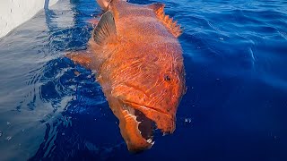 MEGA Coral Trout  Jigging the Great Barrier Reef [upl. by Park]