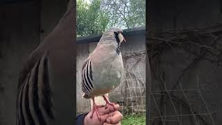 Chakor bird  Partridge Bird  Hand tame Chakore [upl. by Nee]