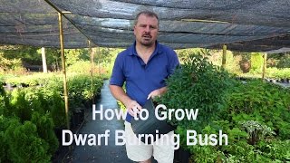 How to grow Dwarf Burning Bush with detailed description [upl. by Yenitirb]